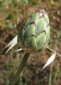 Mantisalca salmantica - Flower head bud - Click to enlarge!
