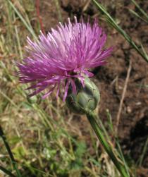 Mantisalca salmantica - Flower head, side view - Click to enlarge!