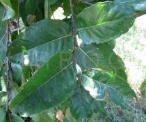 Maranthes polyandra - Leaf insertion - Click to enlarge!