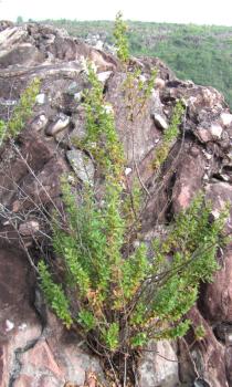 Marcetia taxifolia - Habit - Click to enlarge!