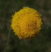 Matricaria aurea - Flower head - Click to enlarge!