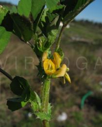 Medicago arabica - Flower - Click to enlarge!