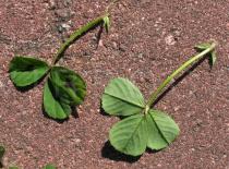 Medicago arabica - Upper and lower surface of leaf - Click to enlarge!