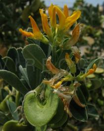 Medicago arborea - Flowers - Click to enlarge!
