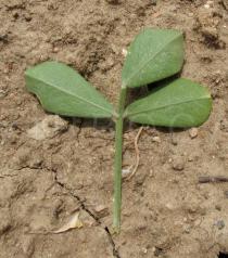 Medicago arborea - Lower surface of leaf - Click to enlarge!