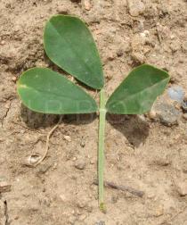Medicago arborea - Upper surface of leaf - Click to enlarge!