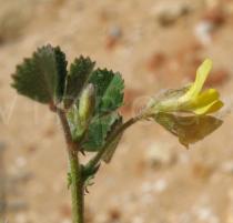 Medicago littoralis - Flower, side view - Click to enlarge!