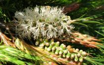 Melaleuca armillaris - Inflorescence - Click to enlarge!