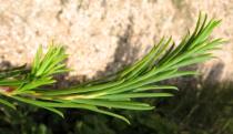 Melaleuca armillaris - Foliage - Click to enlarge!