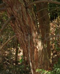Melaleuca armillaris - Bark - Click to enlarge!
