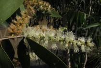 Melaleuca cajuputi - Inflorescence - Click to enlarge!