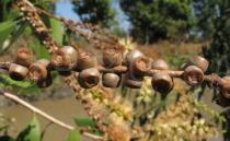 Melaleuca cajuputi - Fruits - Click to enlarge!
