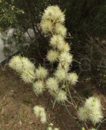 Melaleuca glomerata - Inflorescences - Click to enlarge!