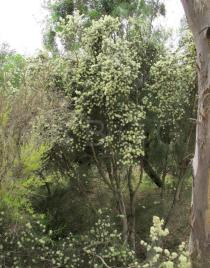 Melaleuca glomerata - Habit - Click to enlarge!