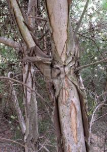 Melaleuca glomerata - Bark - Click to enlarge!
