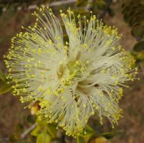 Melaleuca megacephala - Inflorescence - Click to enlarge!