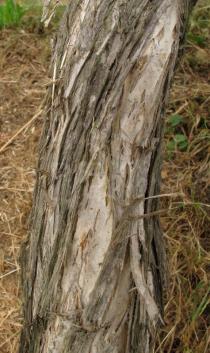 Melaleuca megacephala - Bark - Click to enlarge!