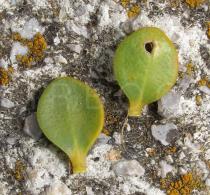 Melaleuca megacephala - Upper and lower surface of leaf - Click to enlarge!