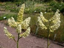 Melanthium virginicum - Inflorescences - Click to enlarge!