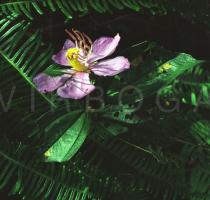 Melastoma malabathricum - Flower - Click to enlarge!