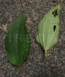 Melastomastrum capitatum - Upper and lower surface of leaf - Click to enlarge!