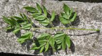 Melia azedarach - Lower side of leaf - Click to enlarge!