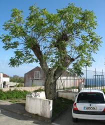 Melia azedarach - Habit of a road side tree - Click to enlarge!