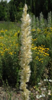 Melica ciliata - Inflorescence - Click to enlarge!