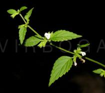 Melissa axillaris - Flowering twig - Click to enlarge!