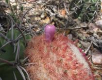 Melocactus zehntneri - Fruit - Click to enlarge!