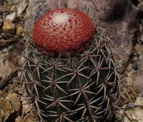 Melocactus zehntneri - Cephalium - Click to enlarge!