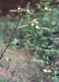 Melochia corchorifolia - Habit - Click to enlarge!