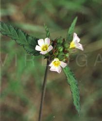 Melochia corchorifolia - Flower - Click to enlarge!