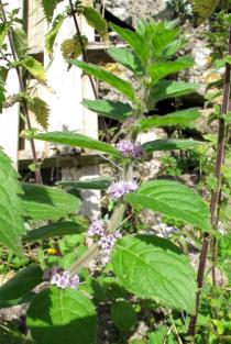 Mentha arvensis - Flowering branch - Click to enlarge!