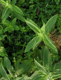 Mentha longifolia - Foliage of juvinile plants - Click to enlarge!