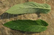 Mentha longifolia - Upper and lower surface of leaf - Click to enlarge!