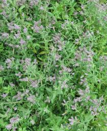 Mentha longifolia - Habit - Click to enlarge!