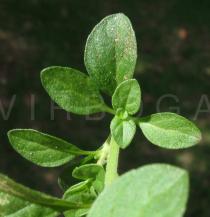 Mentha pulegium - Upper surface of leaves - Click to enlarge!