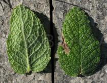 Mentha suaveolens - Upper and lower side of leaf - Click to enlarge!