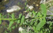 Mentha suaveolens - Leaf insertion - Click to enlarge!