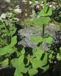 Mentha suaveolens - Foliage - Click to enlarge!