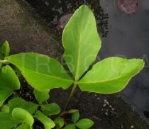 Menyanthes trifoliata - Upper surface of leaf - Click to enlarge!