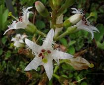 Menyanthes trifoliata - Flower - Click to enlarge!