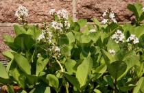 Menyanthes trifoliata - Habit - Click to enlarge!