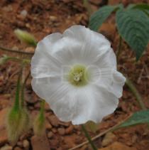 Merremia aegyptia - Flower - Click to enlarge!