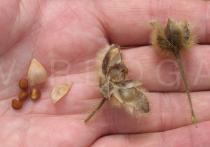 Merremia aegyptia - Fruit and seeds - Click to enlarge!