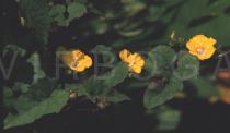 Merremia hederacea - Flowers - Click to enlarge!
