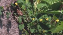 Merremia hederacea - Flowering branch - Click to enlarge!