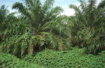 Merremia vitifolia - Habit in oil palm plantation - Click to enlarge!