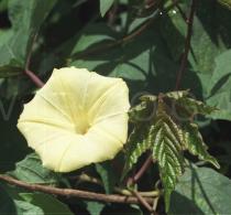 Merremia vitifolia - Flower close-up - Click to enlarge!